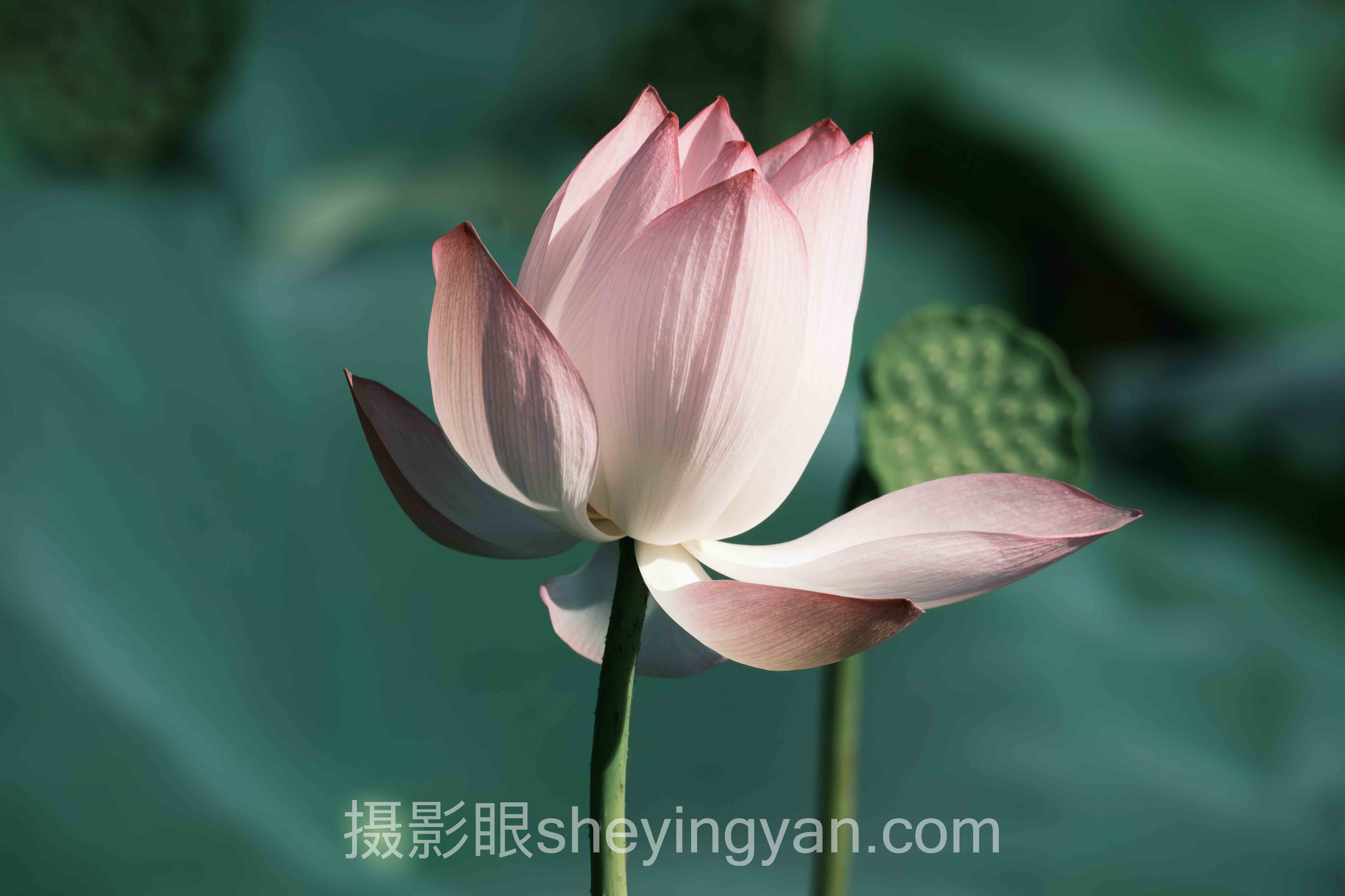 看看我有没有摄影眼？摄影师怎么成长的真相，多数人不知道