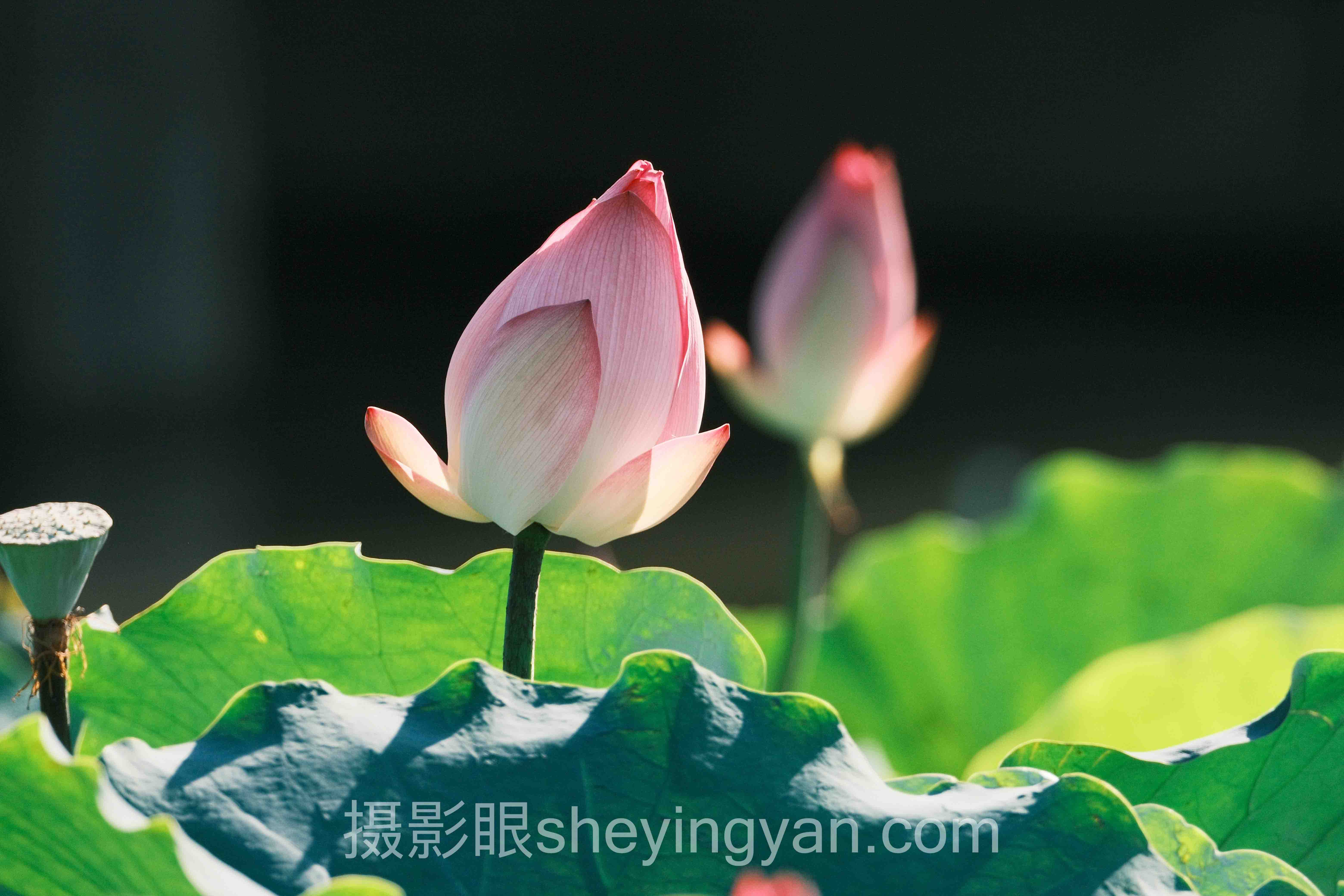 选相机存储卡不踩坑:十大品牌机型多维度对比指南