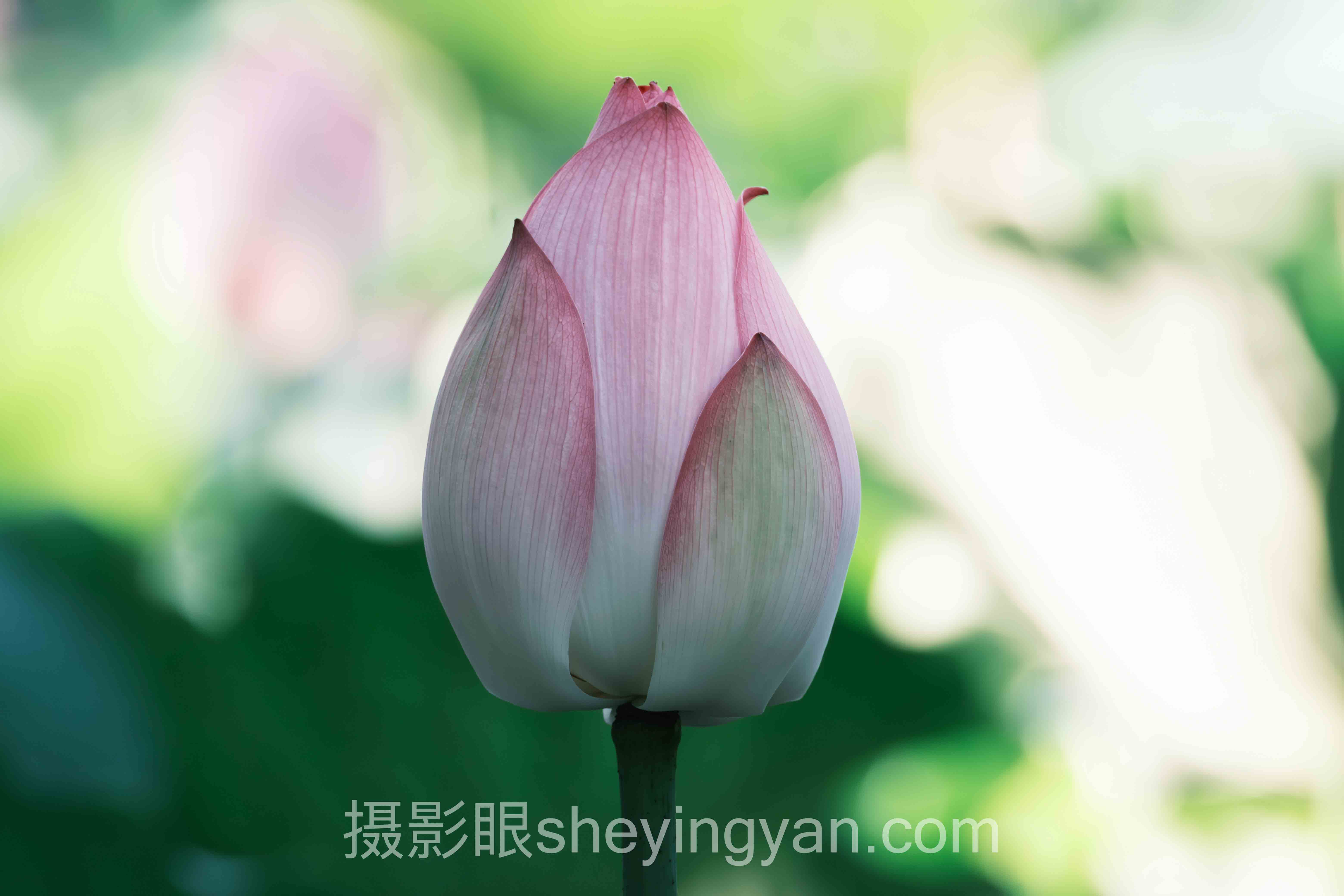 对话行业专家：零基础摄影学习的关键洞察与前瞻