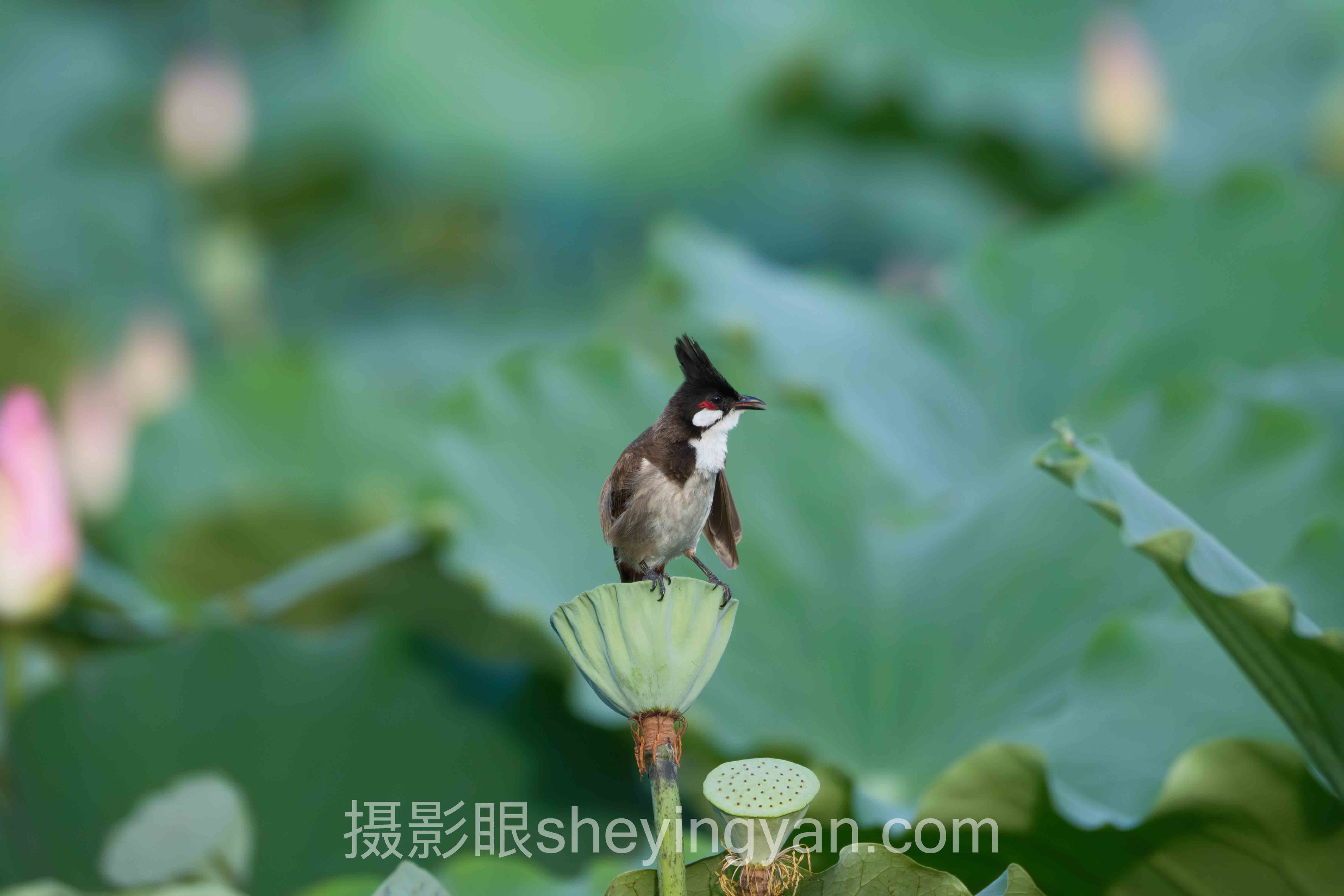 深度解析:索尼相机二手值得买吗?五个问题讲透
