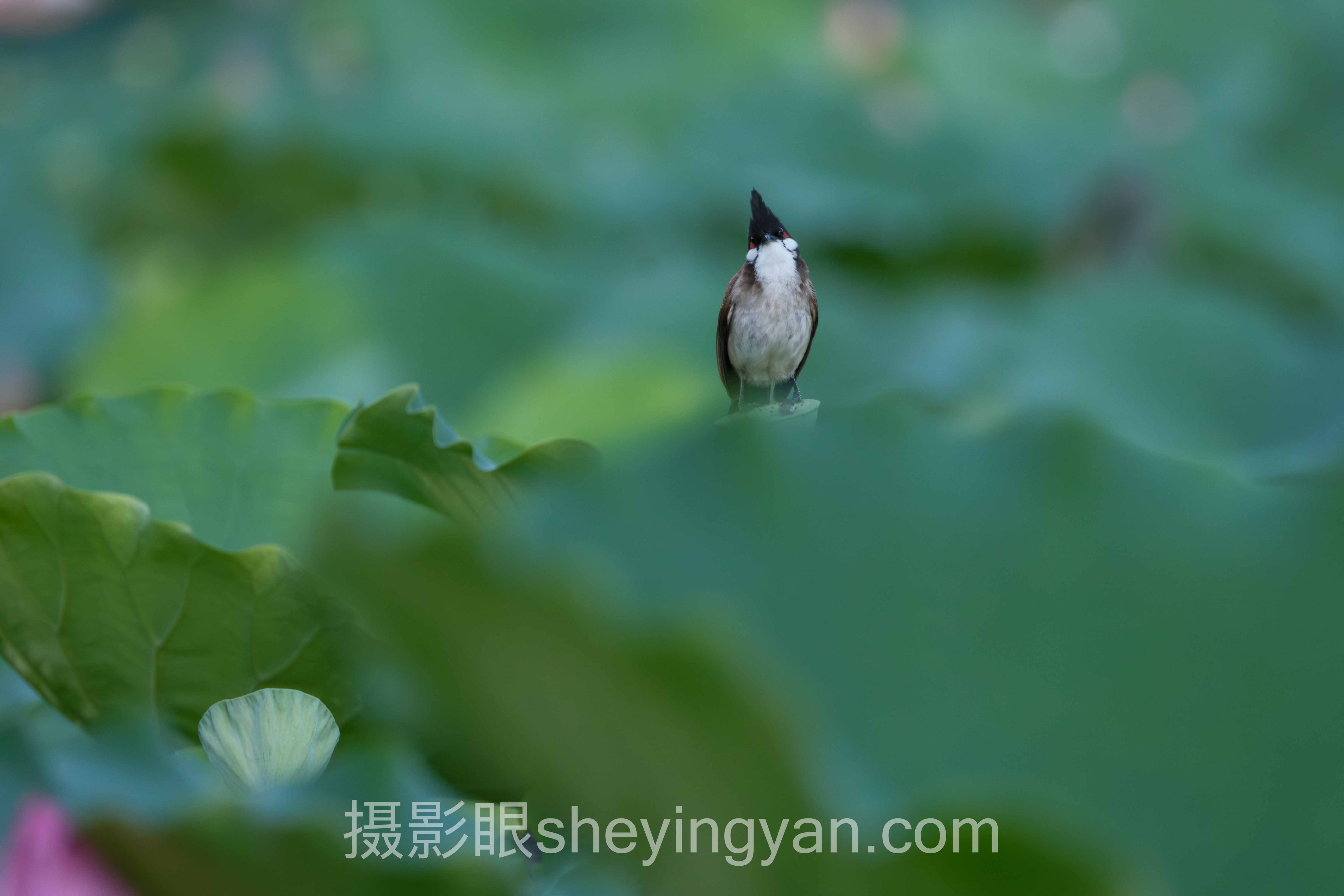 摄影学习哪家好完整指南：从入门到精通的7个步骤
