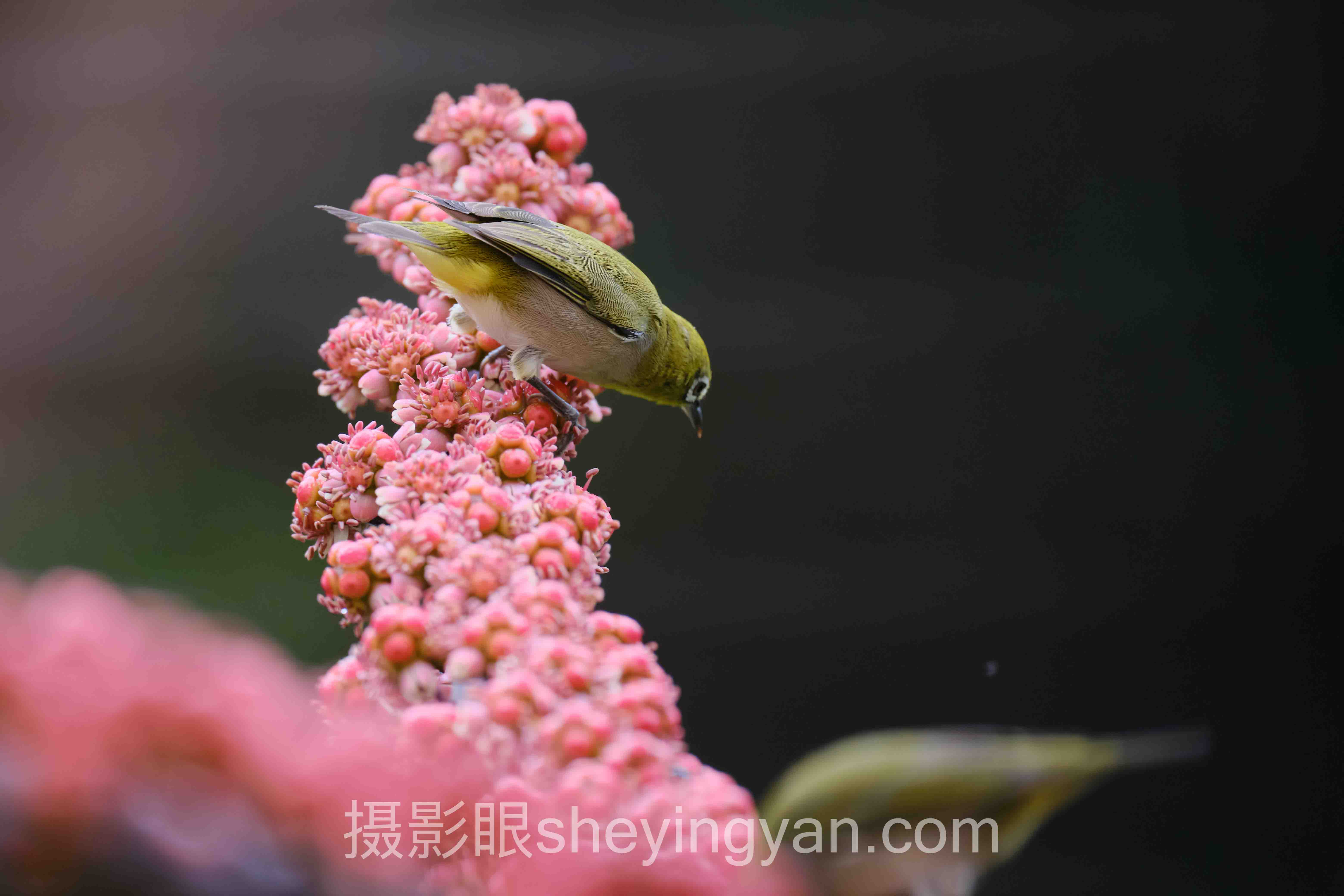 黑背景曝光技巧能取代传统打光吗？两种控光底层逻辑对比
