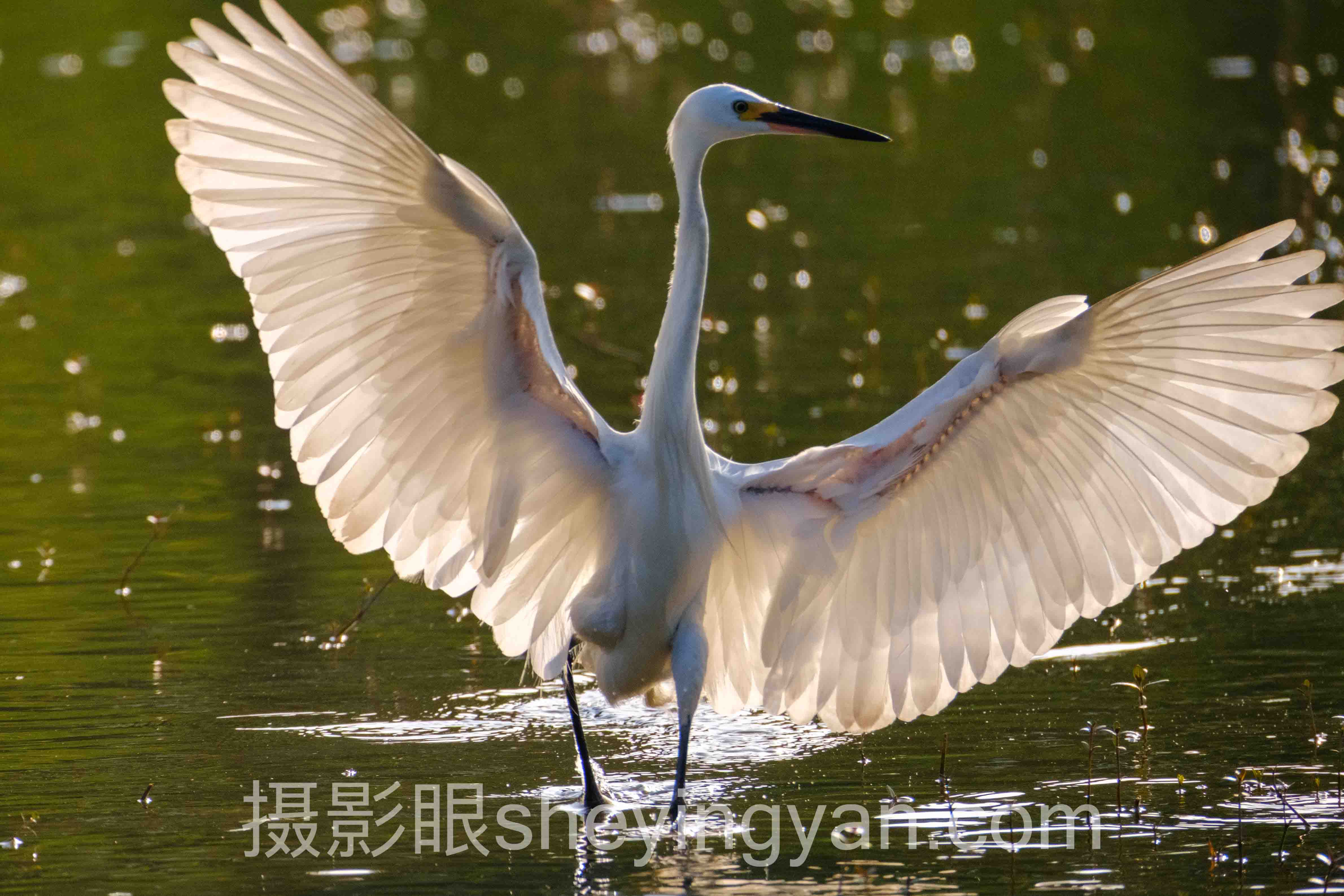 照片7分什么标准入门：从底层原理拆解评分机制